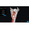 3D Organon Anatomy for Students