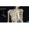 3D Organon Anatomy for Students
