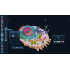 3D Organon for Students
