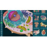 3D Organon for Students