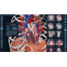 3D Organon VR Anatomy for your Standalone VR headset | Standard