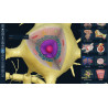 3D Organon for Students