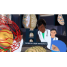 3D Organon XR | Standard