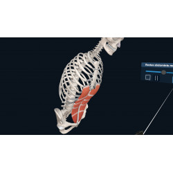 3D Organon XR | Standard