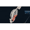 3D Organon XR | Standard