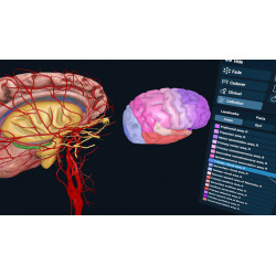 3D Organon XR | Standard