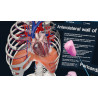 3D Organon XR | Standard
