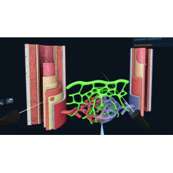 3D Organon VR for your Standalone VR headset | Premium