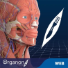 3D Organon for your web | professional