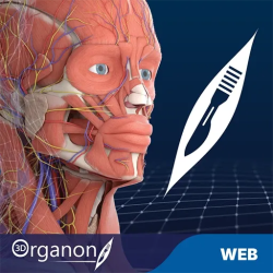 3D Organon for your web | Standard