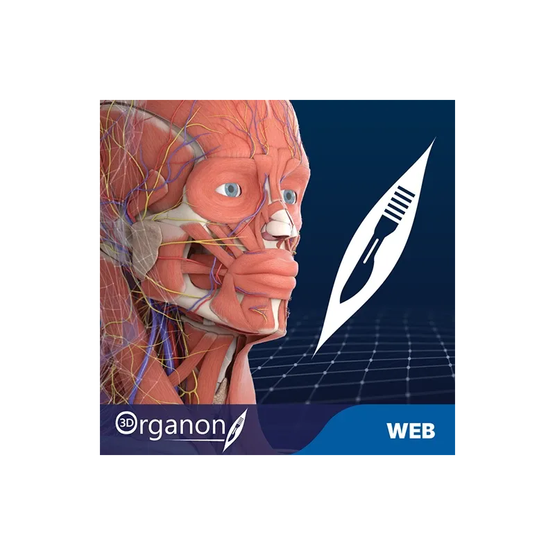 3D Organon for your web | Standard